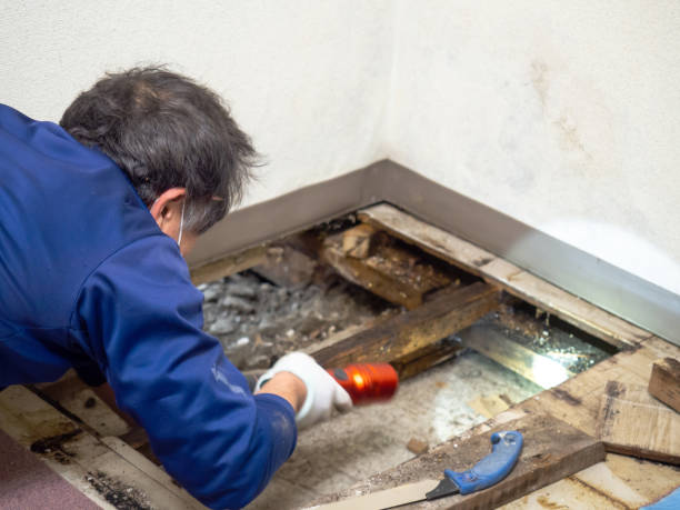 Best Mold Removal Near Me  in Overland Park, KS