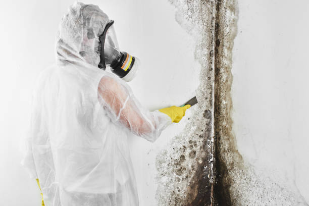 Best Emergency Mold Removal  in Overland Park, KS