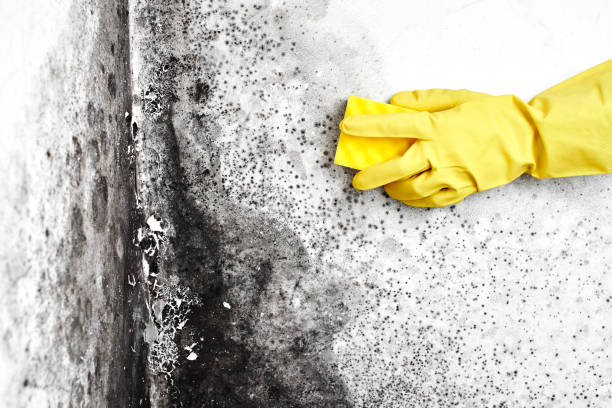 Best Commercial Mold Removal  in Overland Park, KS