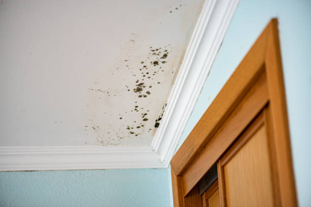 Best Attic Mold Removal  in Overland Park, KS