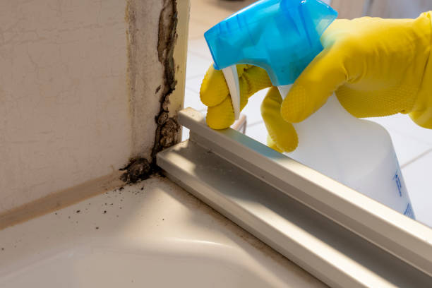 Best Home Mold Removal  in Overland Park, KS