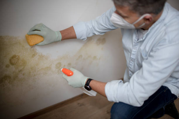 Best Home Mold Removal  in Overland Park, KS