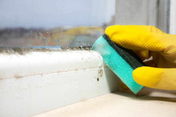 Best Commercial Mold Removal  in Overland Park, KS