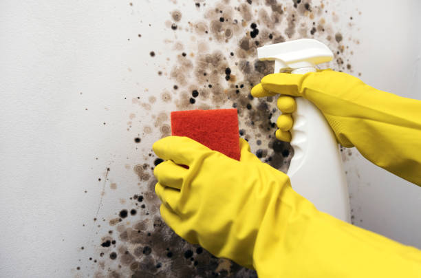 Best Professional Mold Removal  in Overland Park, KS