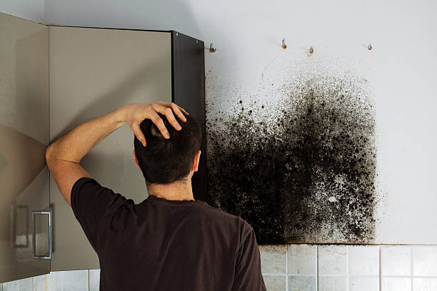 Best Professional Mold Removal  in Overland Park, KS