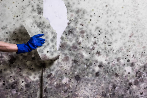 Best Same-Day Mold Removal  in Overland Park, KS