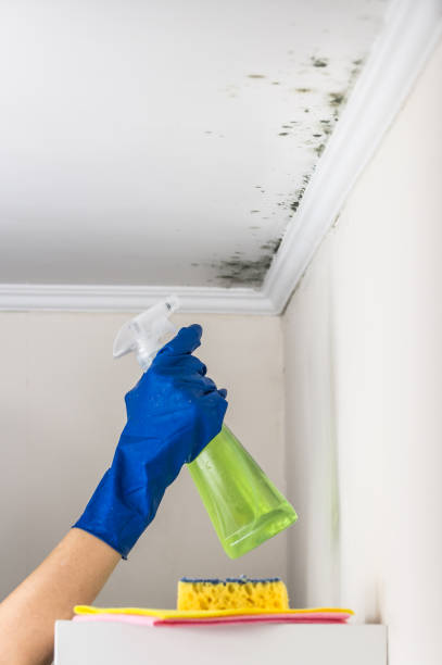 Best Home Mold Removal  in Overland Park, KS