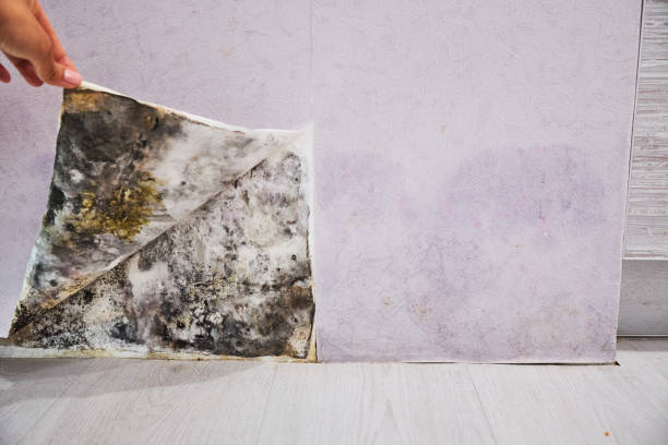 Best Certified Mold Removal  in Overland Park, KS